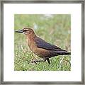 Lady Grackle On A Walk Framed Print