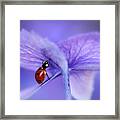 Ladybird On Purple Hydrangea Framed Print