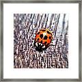Ladybug Framed Print