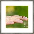 Ladybug In An Hand Framed Print