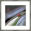 Ladybug On A Leaf Framed Print