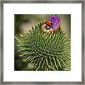 Ladybug On Thistle Framed Print