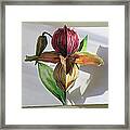 Ladyslipper Pop Up Card Framed Print