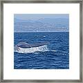 Laguna Whale Framed Print