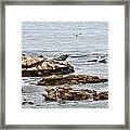 Lajolla Cove Framed Print