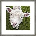 Lamb Framed Print