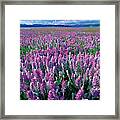 Lamberts Locoweed Framed Print