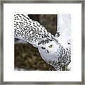 Landing Of The Snowy Owl Where Are You Harry Potter Framed Print