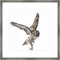 Lapland Owl On White Framed Print