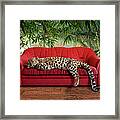 Large Pussy Cat - Leopard Sleeping Framed Print