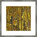 Last Dollar Aspens Framed Print