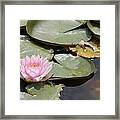 Last Lily Of Fall Framed Print