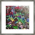 Late Hydrangeas Framed Print