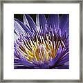 Lavendar Lily Framed Print