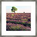 Lavende De Provence Framed Print