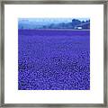 Lavender Field Framed Print