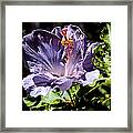 Lavender Hibiscus Framed Print