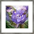 Lavender Rose Framed Print