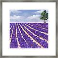 Lavender Season Framed Print