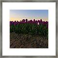 Lavender Tulip Sunrise Framed Print