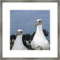 Laysan Albatross Parents Exchanging Framed Print