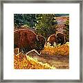 Lazy Afternoon Custer State Park Sd Framed Print