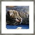 Lazy Days Framed Print