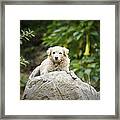 Lazy Dog Framed Print