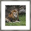 Lazy Lion Framed Print