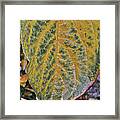 Leaf After Rain Framed Print