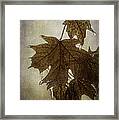 Leaf And Ice With Texture Framed Print