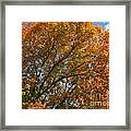 Leaf Canopy Framed Print