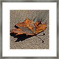 Leaf Composed Framed Print