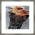 Leaf Lace In New Orleans Louisiana Framed Print