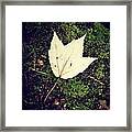 Leaf On Moss Framed Print