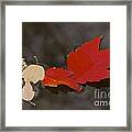 Leaf Study 1 Framed Print