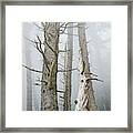 Leafless Trees In The Fog  Cannon Framed Print