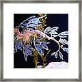Leafy Sea Dragon - Seahorse Framed Print