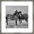 Lean On Me B And W Wild Mustang Framed Print