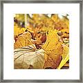 Leaves Of Gold And Red Framed Print