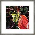 Leaves Of Many Colors Framed Print