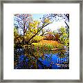 Leaves On The Pond Framed Print