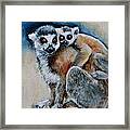 Lemur Miniature Framed Print