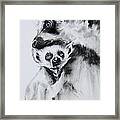 Lemurs Framed Print