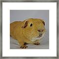 Leonardo The Guinea Pig Framed Print