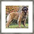 Leonberger Dog Framed Print