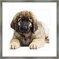 Leonberger Puppy Framed Print