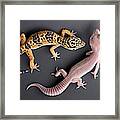 Leopard Gecko E. Macularius Collection Framed Print
