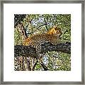 Leopard In A Tree Framed Print