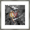 Leopard Lacewing Butterfly Dthu619bw Framed Print